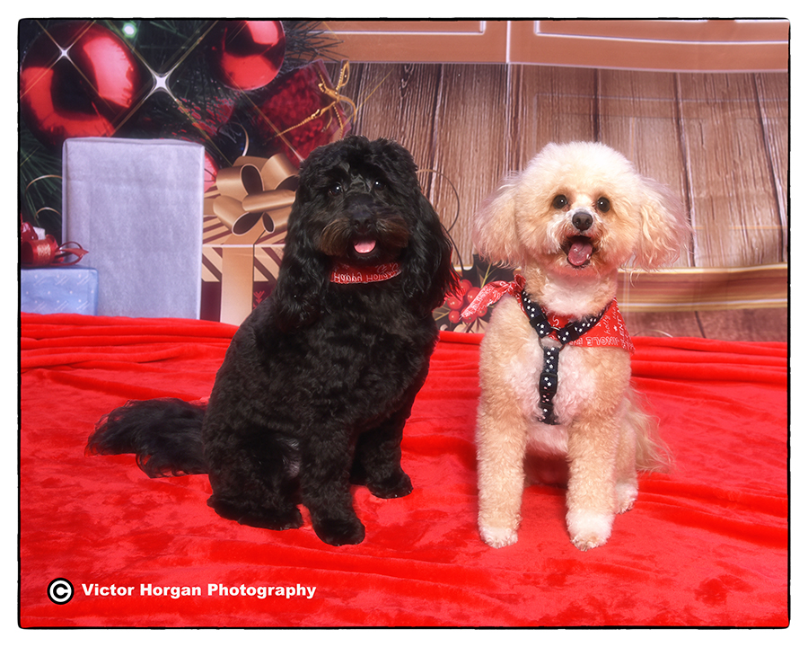 Millie & Loki